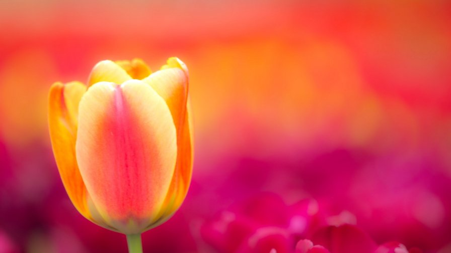 Yellow Tulip Close Up
