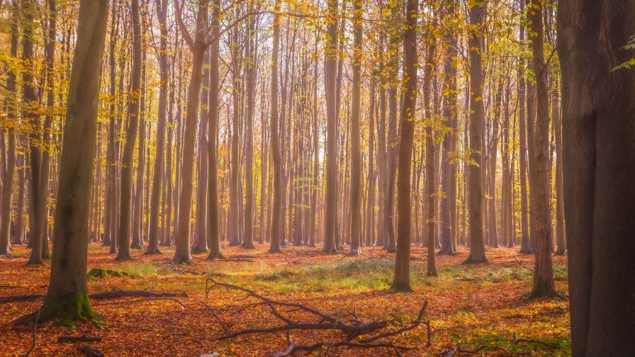 Beautiful Autumn Forest and Yellow Leaves on Ground