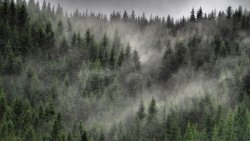 Beautiful Green Pine Forest