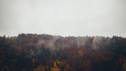 Beautiful Old Autumn Forest and Clouds
