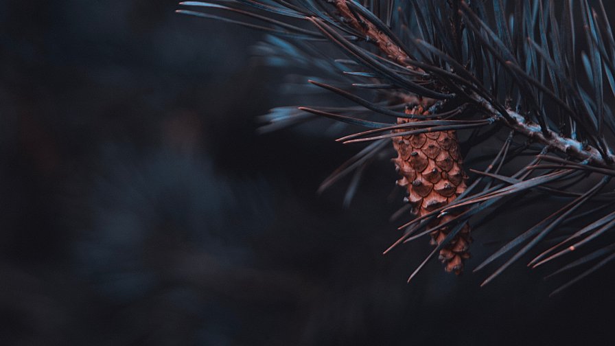 Conifer Cones and Needles on Branch