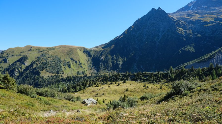 Green Grass Forest and Mountain Valley