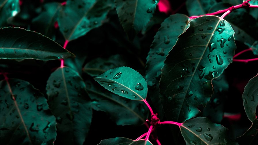 Green Leaves and Water Drops Close Up