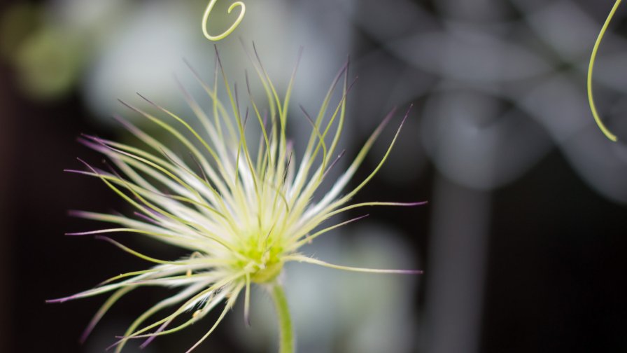 White Flower Macro