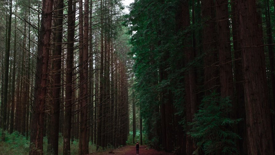 Wonderful Old Pine Forest
