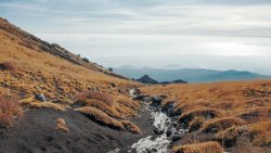 Yellow Grass on Slope